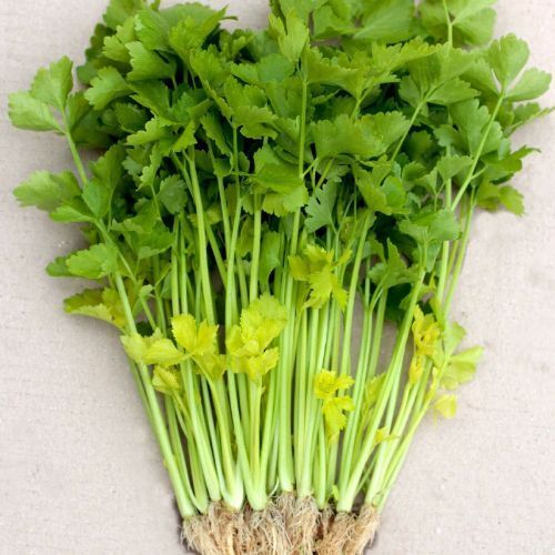 Chinese Celery Seeds, Yellow Stem, NON-GMO, Heirloom, FREE SHIPPING