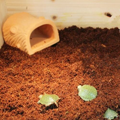 Terrarium Substrate Coconut Husk Coco Peat Soil Vivarium Reptile Animal