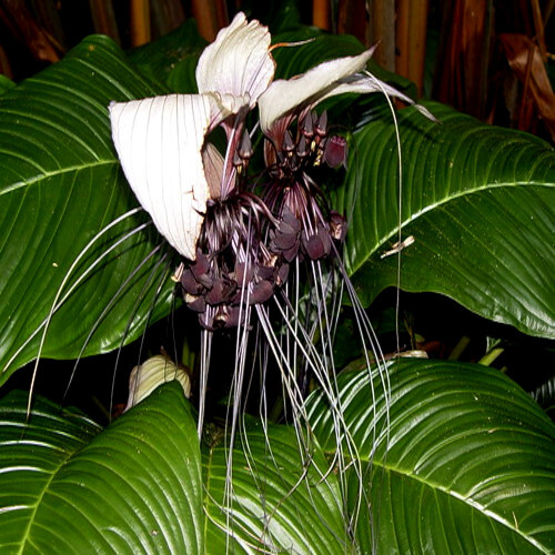 10 White Bat Orchid Flower Seeds (Tacca Integrifolia) Exotic Tropical Houseplant