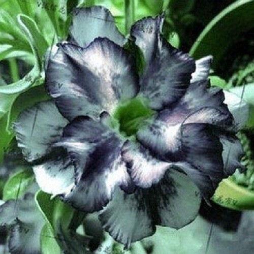 4 White Black Desert Rose Seeds Adenium Flowers Flower Perennial 46 US SELLER