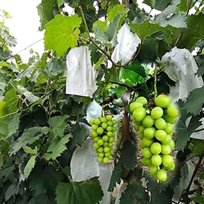 Fruit Protection Paper Bags 100pcs White Protection Cover Bags 7.8X11inch Fru...