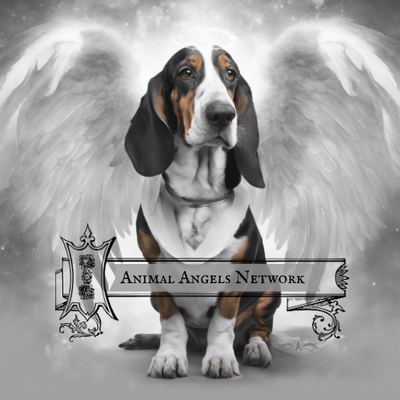 Animal Angels Network