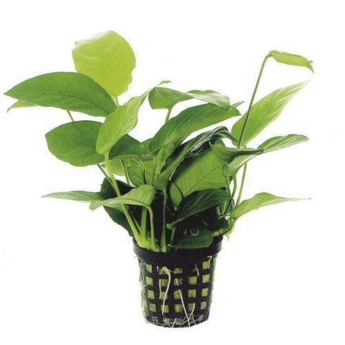 PLANTEREST - Nymphaea Colossea White Hardy Water Lily Rhizome Live Aquarium Plant BUY2GET1FREE