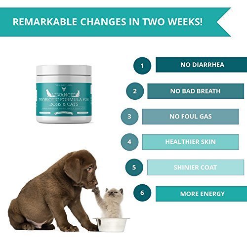 Probiotics for Dogs and Cats - 3 Billion CFU - Probiotic Powder, 60 Grams