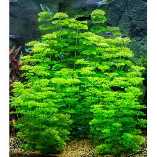 Live Fish Tank Aquarium Plant Limnophila Indica Ambulia Stem Fish