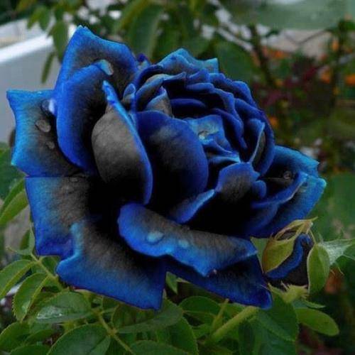 Blue rose☆さん専用 Midnight Supreme Dark Blue Rose Bush Flower Seeds 100 seeds Home