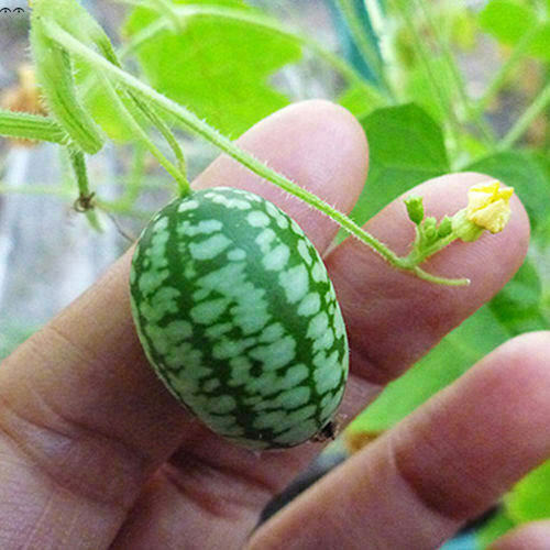 Cucamelon Concombre Mexicain Melothria Scabra, 15 Graines + Gratuit