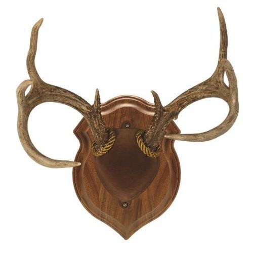 Hunting Taxidermy Supplies for sale eBay