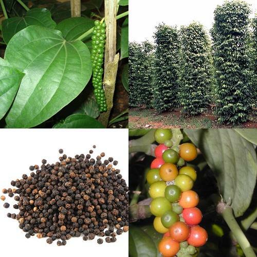 Как выглядит перец горошком растение Купить piper nigrum black pepper (Семена, Луковицы) заказать с доставкой