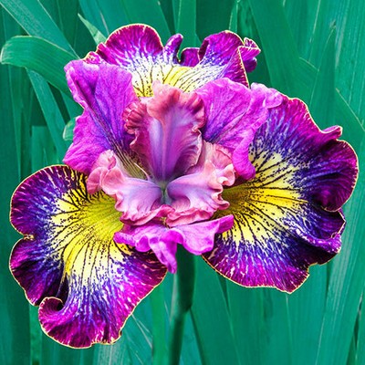 Painted Woman Siberian Iris Root, Cute Flowers for Spectacular Blooms....Store