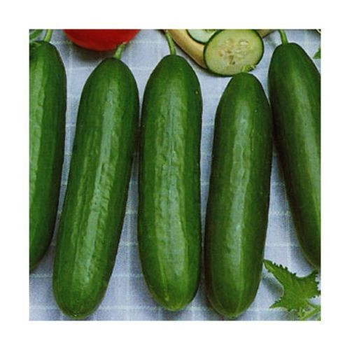 10 Mini - Snackgurken Samen   Reichtragend  Garten-Balkon Gurken Gurke  Salat 