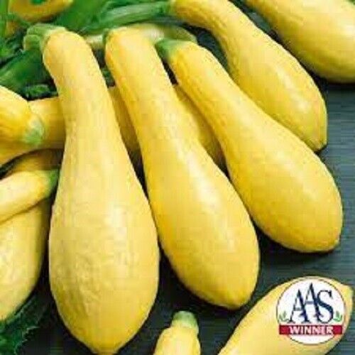 Premium Prolific Straightneck Yellow Squash - Fresh Organic Seeds  Most Popular