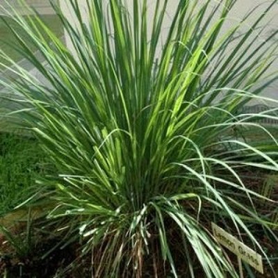 Lemongrass Premium Grade Fragrance Oil - 10ml - Scented Oil. Free Delivery