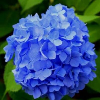 BLUE HYDRANGEA (type) - Fragrance Oil for Crafts = Candle, Soap, Lotion, Bath