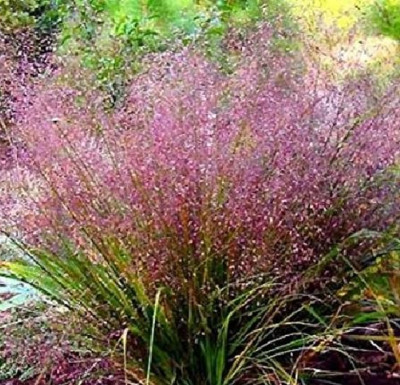 50 semillas de Hierba del amor morada - Eragrostis spectabilis flores bellas