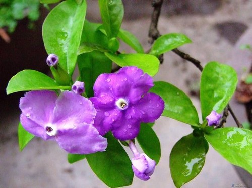 Jasmine♪❤️ Amazon.com : 200+ Mixed Star Jasmine Flower Seeds for