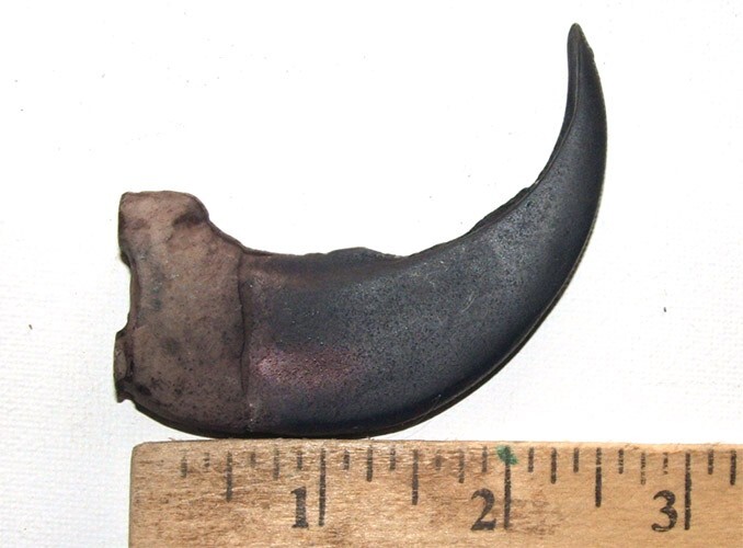 LARGE Imitation Grizzly Bear Claws 3" Polyresin Undrilled New
