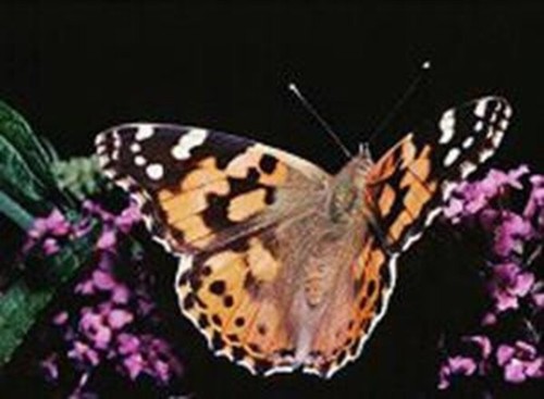 Butterfly Growing Kit w Coupon for 33 Butterflies Larvae & Pop-Up Cage