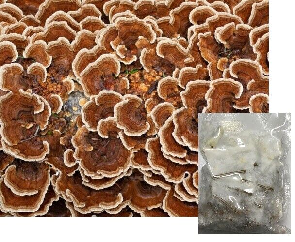 Bay Hydro Turkey Tail Mushroom Mycelium Spawn Plugs