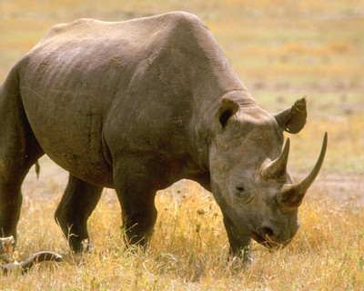 nature rhinoceros rhino glossy 8x10 photo africa
