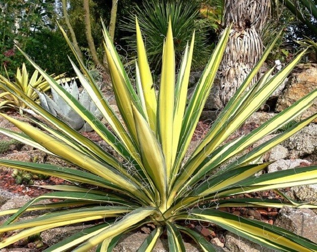Color Guard Yucca Live Plant Quart Pot eBay