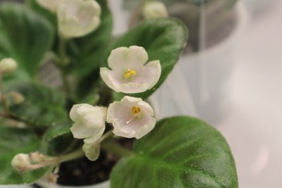 African Violet Russian N. Podsnezhnik  Leaf pot