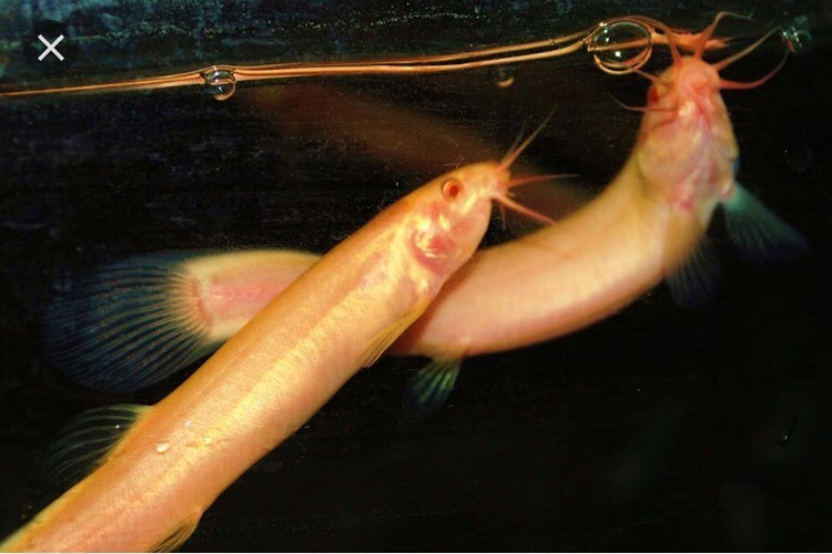 Golden weather loach cold water 15cm pond aquarium in Basingstoke