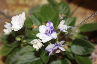 African Violet Rob's Loose Noodle Miniature 2 leaves