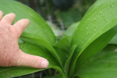 Hymenocallis euchardifolia