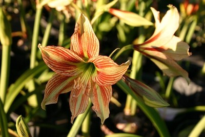 AMARYLLIS GIRAFFE HIPPEASTRUM Blooming size bulbs plant