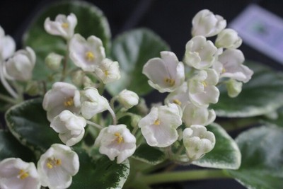 African Violet Russian N. Podsnezhnik  Leaf pot