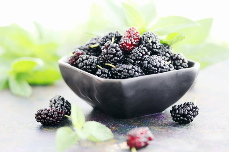 HARDY MULBERRY TREE CUTTINGS 8 - DARK JUICY BERRIES - HEAVY BEARER, -25°F HARDY