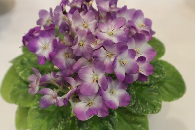 African Violet Plumberry Glow Semiminiature 2 leaves