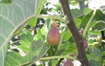 RARE ORGANIC Fig Tree Moroccan 1X Cuttings Purple Large Red Flesh(Zoundi)Female 