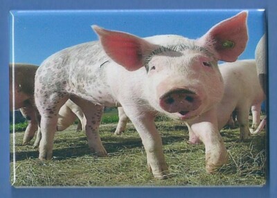 PIG *2X3 FRIDGE MAGNET* FARM BARN FIELD LANDSCAPE FENCE TRACTOR PORK BACON