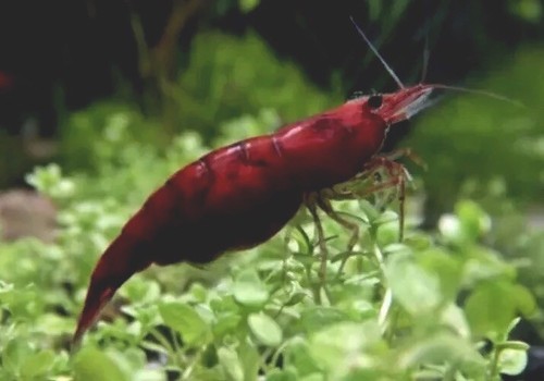 10 Black Rose Freshwater Shrimp Neocaridina Davidi, Thailand (Male & Female)