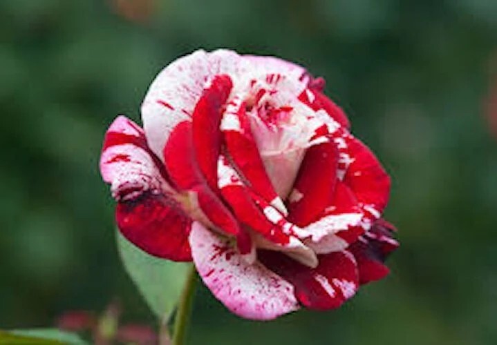 50PCS White Blood Rose Plant Flower Seeds Fragrant Garden Flower Perennial