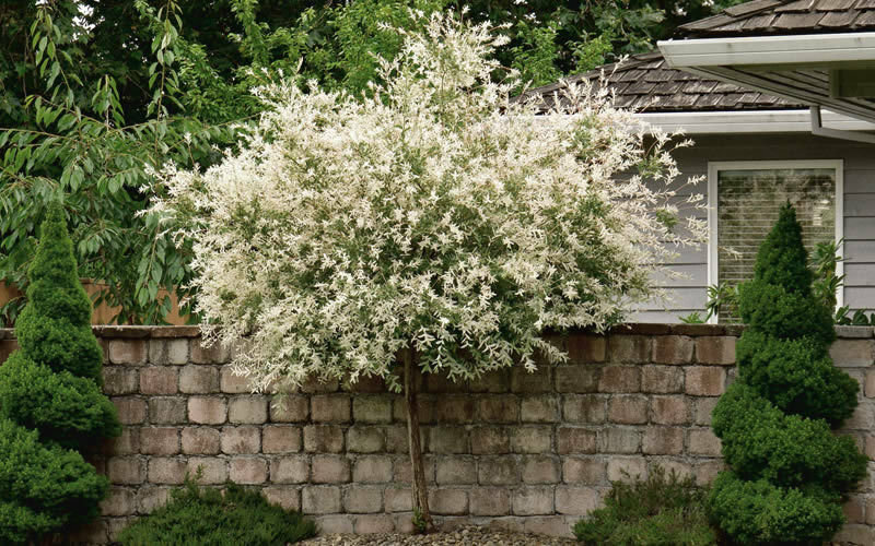 Japanese Dappled Nishiki Willow Shrub/Tree, 4