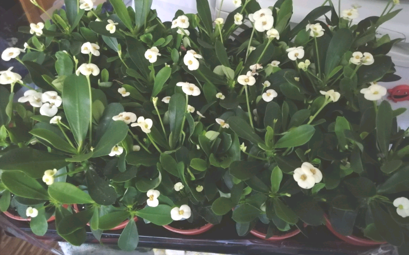 Unusual Plants for sale in UK 32 used Unusual Plants