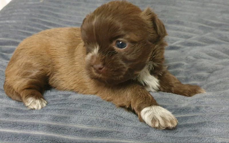 Shichi puppies in Cwmbran, Torfaen Gumtree