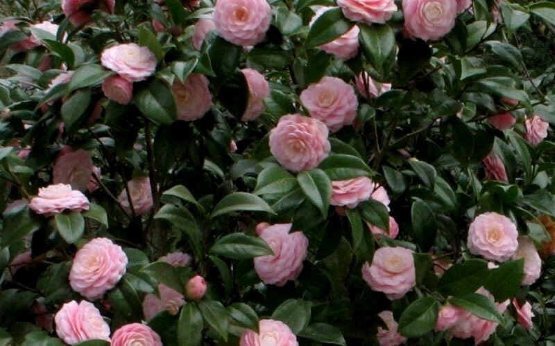 Pink Perfection Camellia Japonica Live Plant Quart Pot eBay