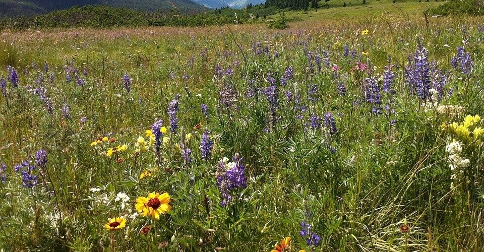 ALL PERENNIAL Wild Flower Mix.  Pollinator Food, Garden Heirloom, 1200+ Seeds