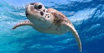 tortuedesmers