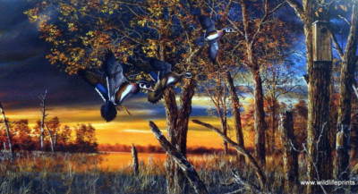 Jim Hansel Return to the Refuge Wood Duck print  33''x17'' Plus Border