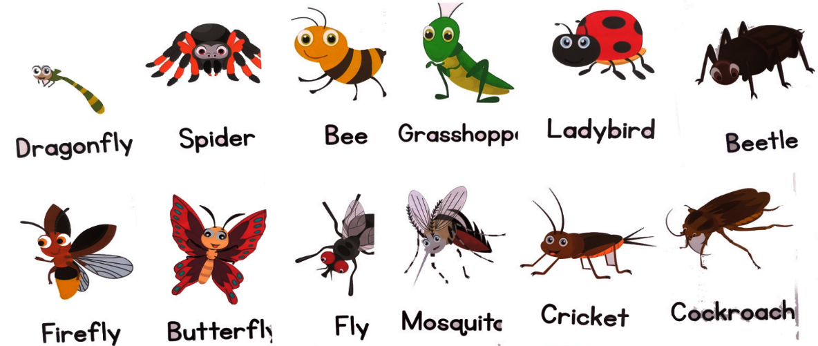 Printable Illustrated Insect Flash Card - A4 / A5 Sizes | eBay for Free Printable Insects Flashcards Printable