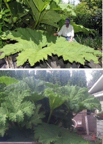 Mammutblatt schnellwüchsige Bodendecker Exoten Hecken Stauden Ziergräser Garten