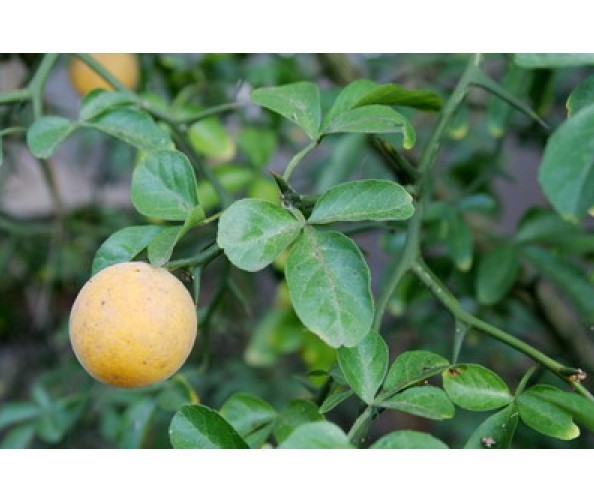 SIX HARDY PONCIRUS TRIFOLIATE ORANGE TREES 6 - 10