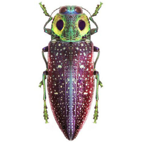 Lampropelpa rothschildi green purple owl eye beetle Madagascar unmounted