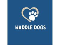 Waddle Dogs - Dog Walking 