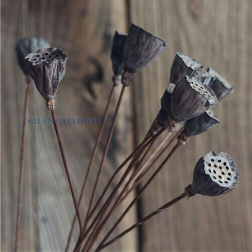 5 Dried Lotus Pod Head Stem Natural Floral Home Art Decoration Decor Prop
